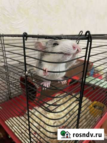 Крыса Морозовск - изображение 1