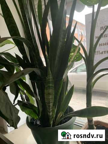 Щучий хвост Новосибирск - изображение 1