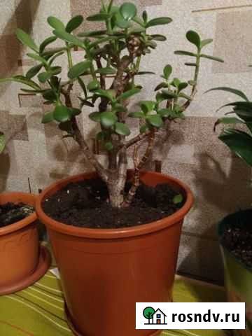 Крассула толстянка Тверь - изображение 1