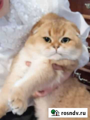 Вязка Вислоухий кот золотая шиншила Грозный - изображение 1