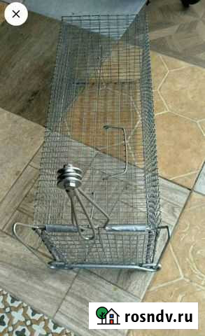 Кошка Ловка Жаворонки - изображение 1