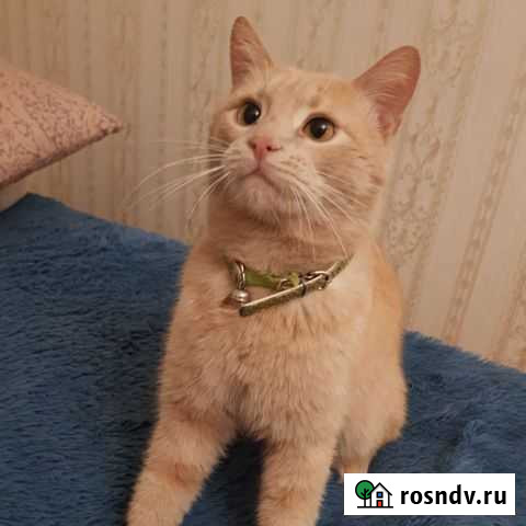 Кошка Владикавказ - изображение 1