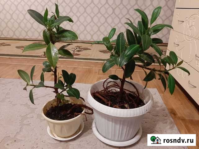 Фикусы 2 взрослых растения Выкса - изображение 1