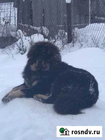 Продам шерсть тибетского мастифа Алексин - изображение 1