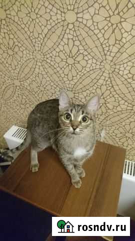 Кошка 1.5 года Екатеринбург - изображение 1