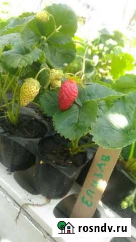 Клубника Елизавета-2 Белгород - изображение 1