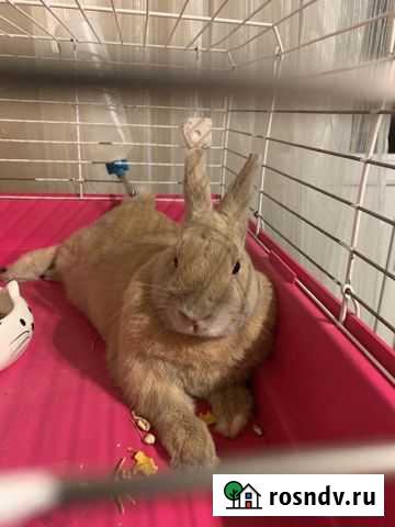 Кролик Самара - изображение 1