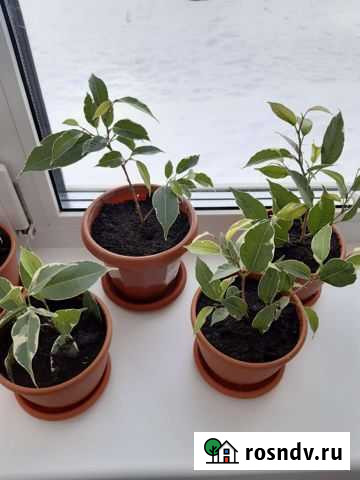 Комнатные цветы Чебоксары - изображение 1