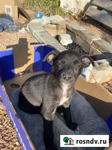 Щенок девочка в добрые руки Ялта - изображение 1