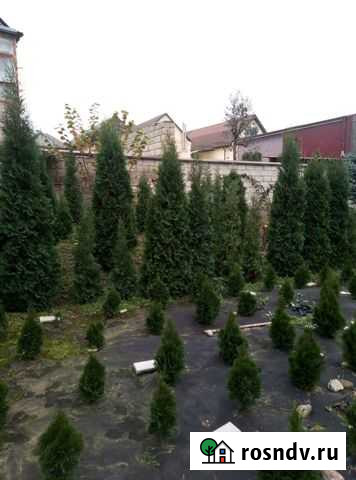 Туй Нальчик - изображение 1