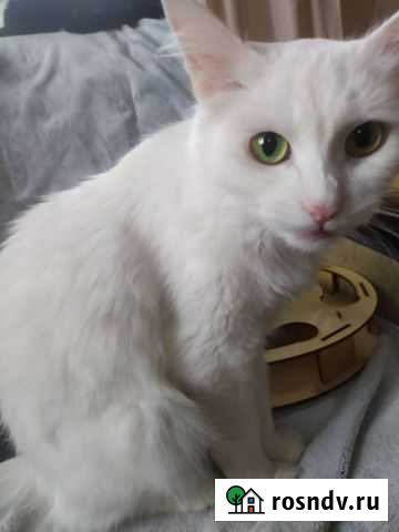 Турецкая ангора Лениногорск - изображение 1