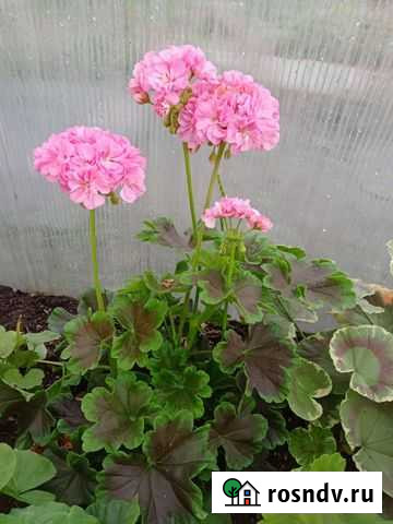 Сортовые пеларгонии Новоалтайск - изображение 1