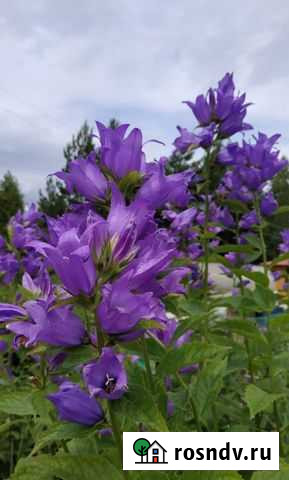 Многолетники Тверь - изображение 1