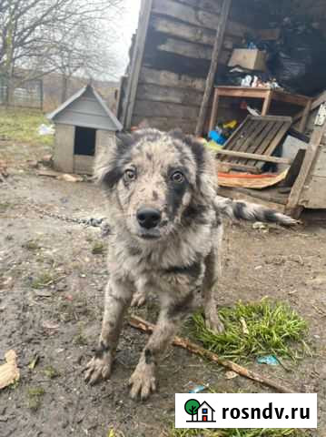 Щенок в добрые руки Крымск - изображение 1