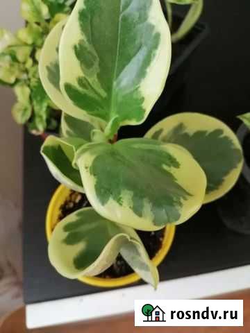 Пиперомия Зональная Станция - изображение 1