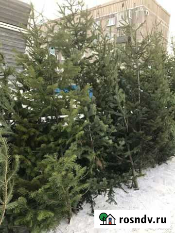 Живые елки Иркутск - изображение 1
