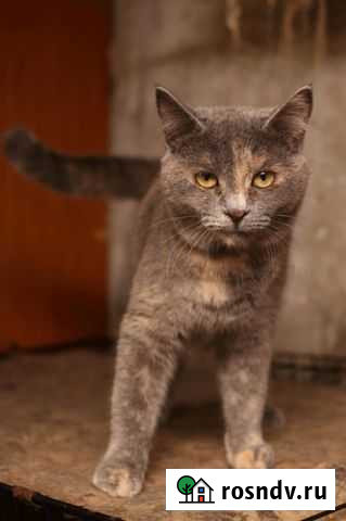 Стерилизованная юная кошечка в добрые руки Белгород - изображение 1