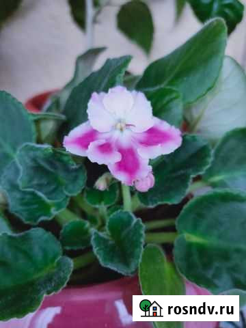 Фиалка Всеволожск - изображение 1