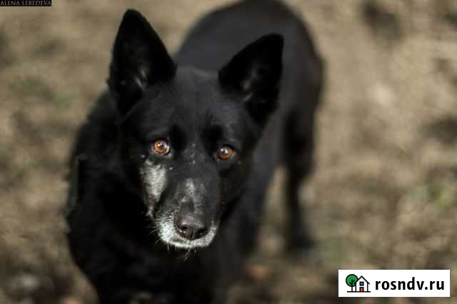 Собака Петрозаводск - изображение 1