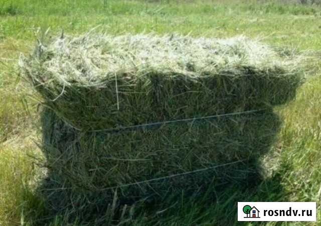 Люцерна Киевское - изображение 1