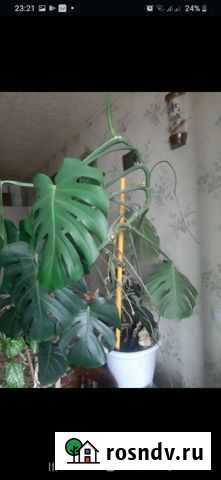 Монстера Тверь - изображение 1