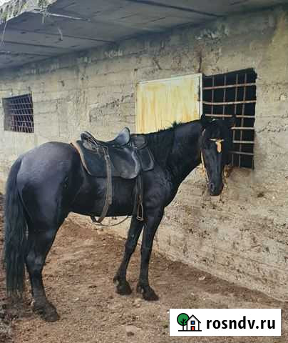 Жеребец Первомайское - изображение 1