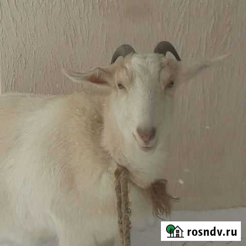 Коза Подстепки - изображение 1