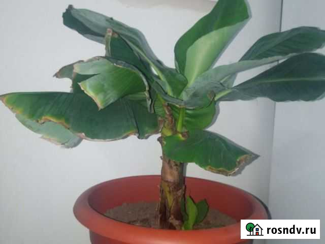 Банановая пальма Смоленск - изображение 1