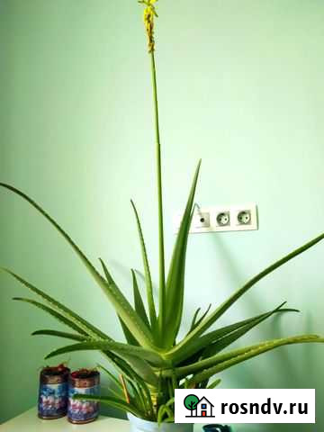 Алоэ вера Красноярск - изображение 1