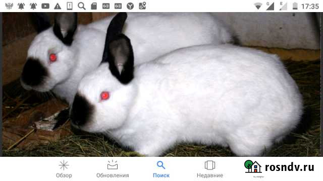 КроликиКалифорния Краснодар - изображение 1