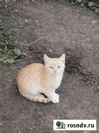 Котята Каменск-Уральский