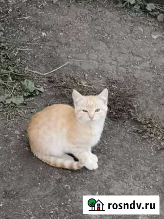 Котята Каменск-Уральский - изображение 1