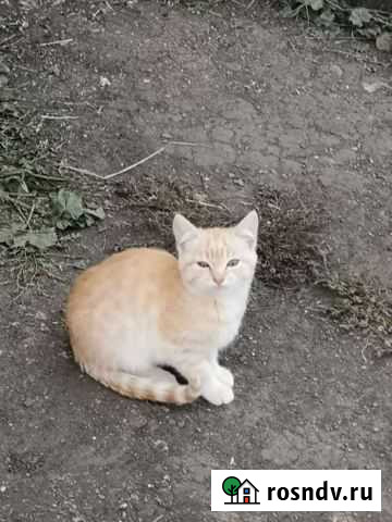 Котята Каменск-Уральский - изображение 1