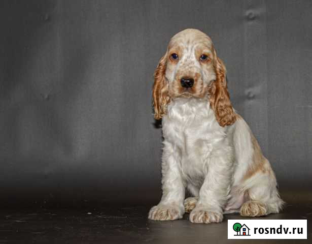 Щенки Английского кокер спаниеля Солнечногорск - изображение 1