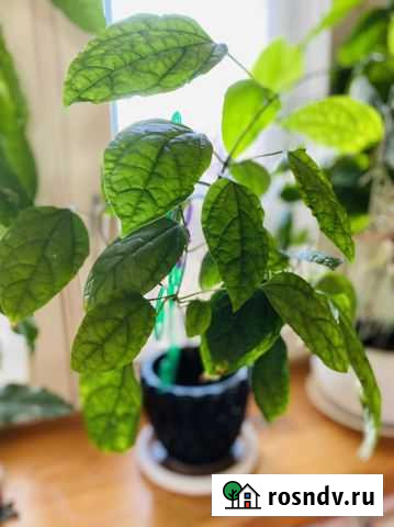 Клеродендрум томпсона Великий Новгород - изображение 1