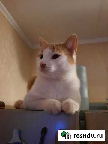 Отдам кота в добрые руки Зеленоградск - изображение 1