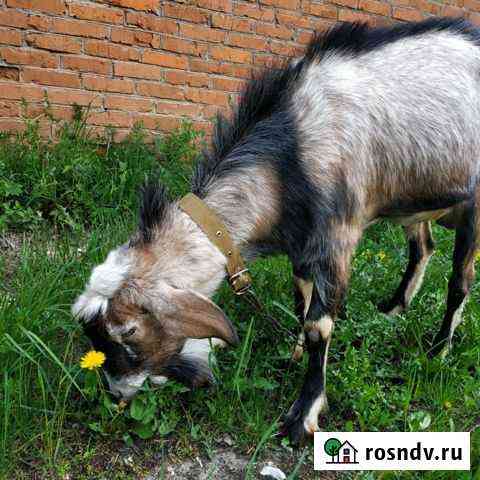 Козел нубиец / нубийской породы Большая Атня