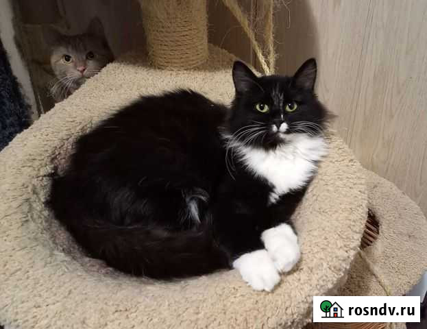 Дарина Рязань - изображение 1