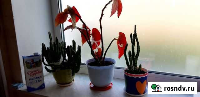 Домашние цветы Раменское - изображение 1