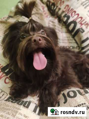 Шоколадный йорк Нижний Новгород - изображение 1