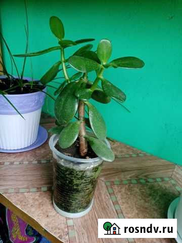 Крассула толстянка Благовещенск - изображение 1