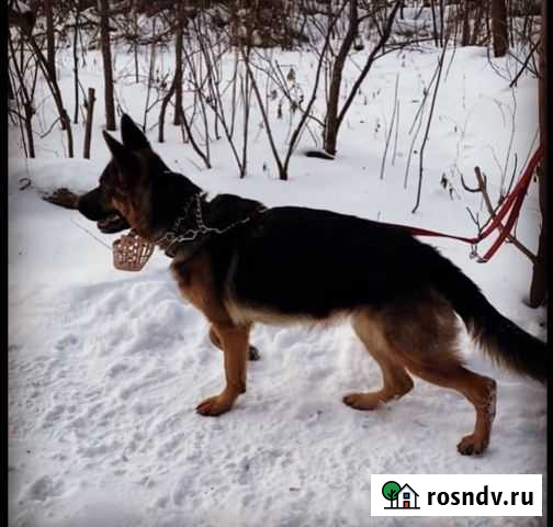 Немецкая овчарка щенки кобели Екатеринбург - изображение 1