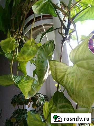 Сингониумы,Замиокулькас,Декабристы,Коллизии Одинцово - изображение 1