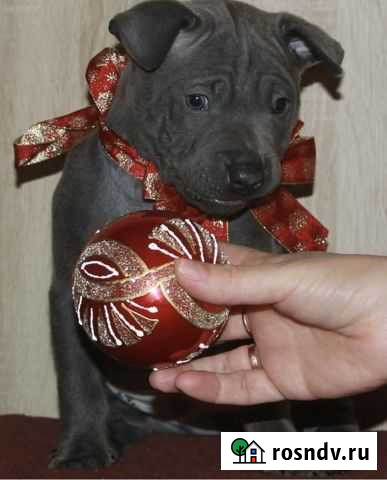 Голубые щенки тайского риджбека Электросталь - изображение 1