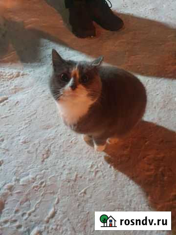 Найден кот набережная 19 Кировск - изображение 1