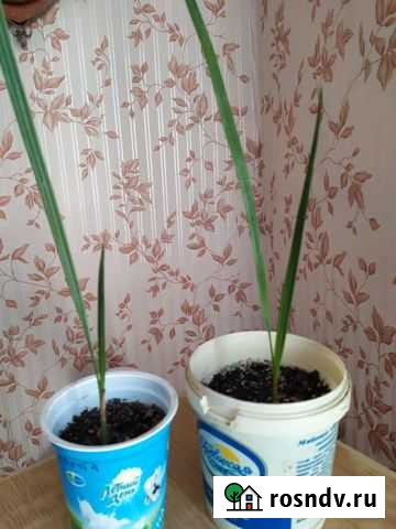 Финиковая пальма (ростки) Новосибирск - изображение 1