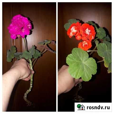 Герань пеларгония Улан-Удэ - изображение 1