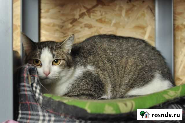 Малыши Патиссон и Дынька Ярославль - изображение 1