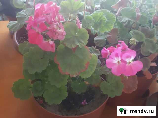 Пеларгония герань Улан-Удэ - изображение 1