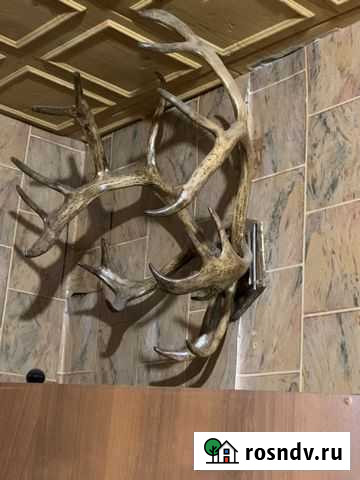 Рога оленя Мурманск - изображение 1